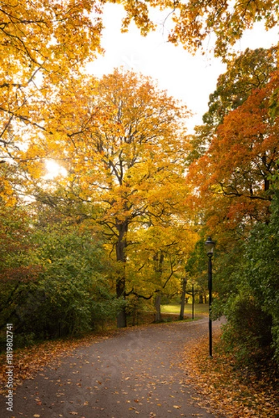 Fototapeta Path in an urban park in stockholm, lined by trees in the fall