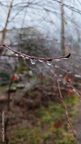 Fototapeta Close-up of branch with icicles, set against blurred park background. Winter scenes, nature photography, and cold weather themes. Beauty of winter and delicate details of nature in frosty landscape