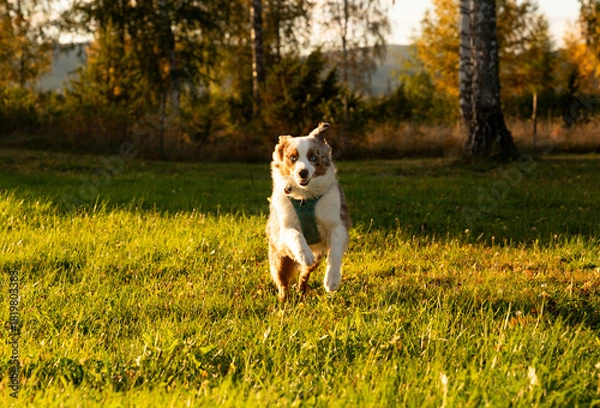 Fototapeta Happy mini aussie playing, running through a meadow, lit by morning light