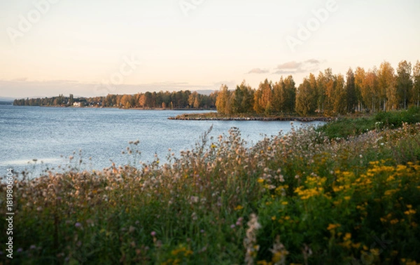 Fototapeta Wildflowers on the edge of the Angerman river in Sweden on a fall evening at sunset