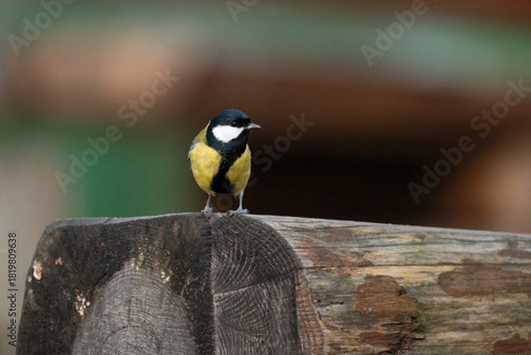 Fototapeta Profile view of a great tit (Parus major) standing on a park bench in Nyckelviken, Stockholm