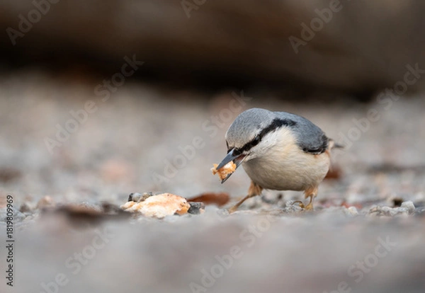 Fototapeta Eurasian Nuthatch (Sitta europaea) Foraging for Picnic Crumbs in a Stockholm Park