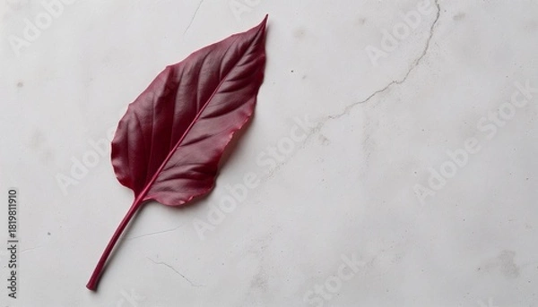 Fototapeta Red leaf on light marble background in minimalist style with copy space
