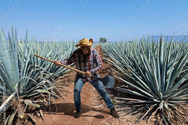 Obraz Landscape of agave plants to produce tequila