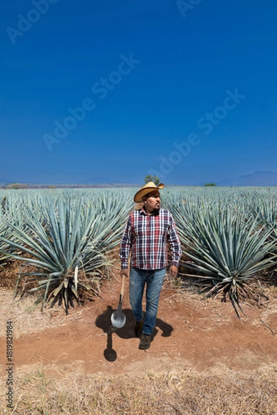 Obraz Landscape of agave plants to produce tequila