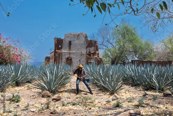 Obraz Landscape of agave plants to produce tequila