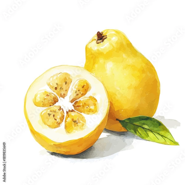 Obraz Elegant yellow guava painting design collection, Hand-painted style, vectorized, vector set available in EPS, Simple Hand-painted watercolor style