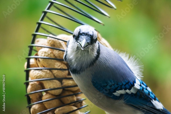 Fototapeta A bold Blue Jay (Cyanocitta cristata) looks directly into the lens while perched on a wire peanut feeder in Waukesha County, Wisconsin, in late autumn.