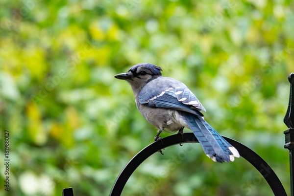 Fototapeta A Blue Jay (Cyanocitta cristata) shows its distinctive back and tail feathers while perched on a shepherd's hook. Wildlife in Waukesha County, Wisconsin, late fall.