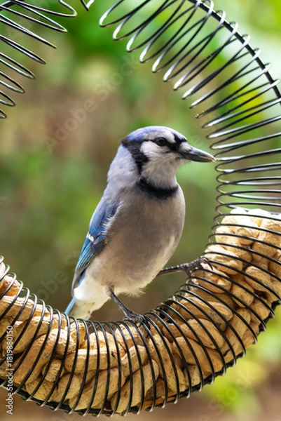 Fototapeta A Blue Jay (Cyanocitta cristata) perfectly framed inside a circular peanut feeder, focusing on a peanut. Waukesha County, Wisconsin, late October.