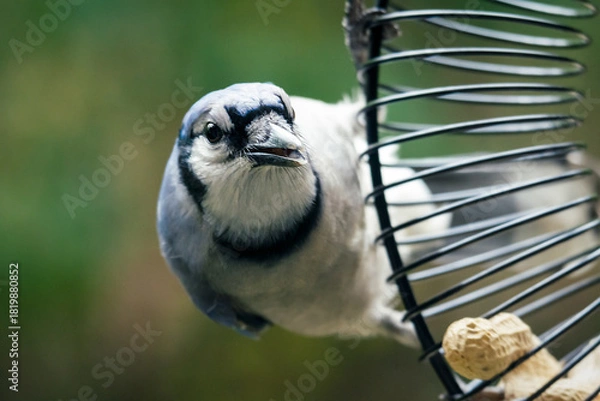 Fototapeta A Blue Jay (Cyanocitta cristata) looks downward while perched on a spiral peanut feeder, preparing to feed. Waukesha County, Wisconsin, fall.