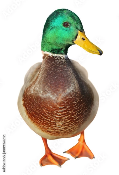 Obraz mallard duck isolated on white