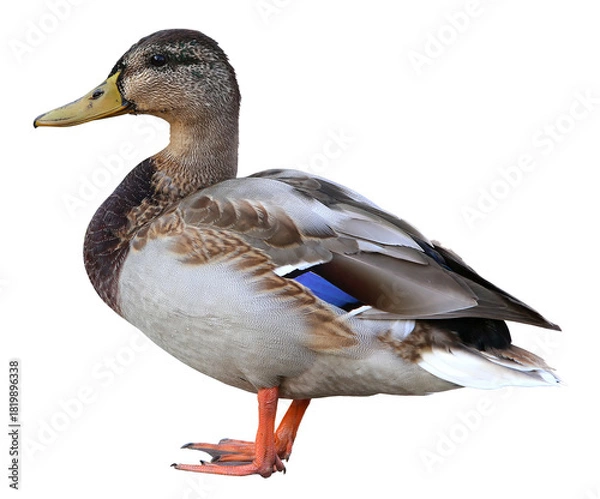Obraz mallard duck isolated on white background
