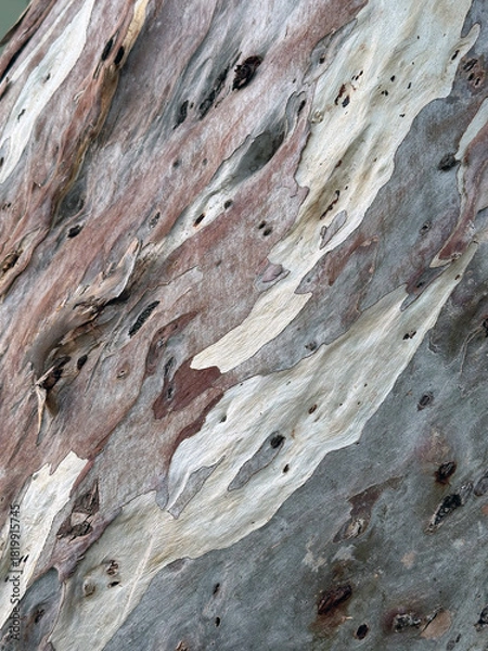 Fototapeta Eucalyptus bark
