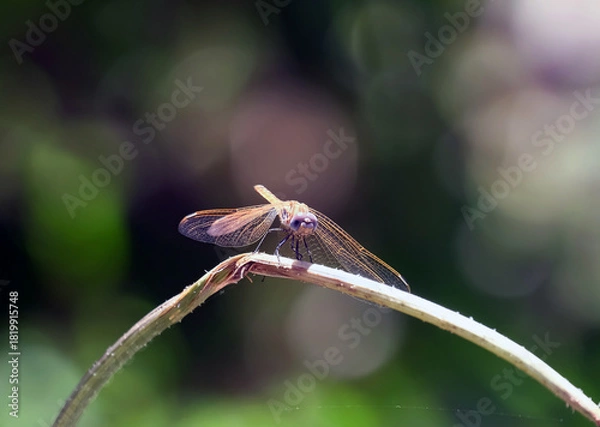 Fototapeta Red-veined darter or nomad (Sympetrum fonscolombii)