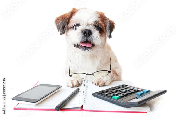 Obraz Pies w okularach.