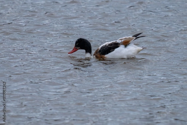 Obraz common shelduck on the estuary devon england uk 