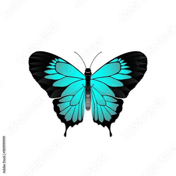 Obraz butterfly vector illustration