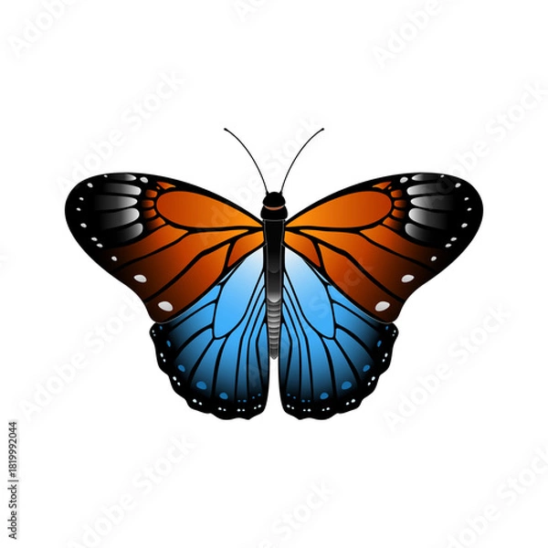 Obraz butterfly vector illustration