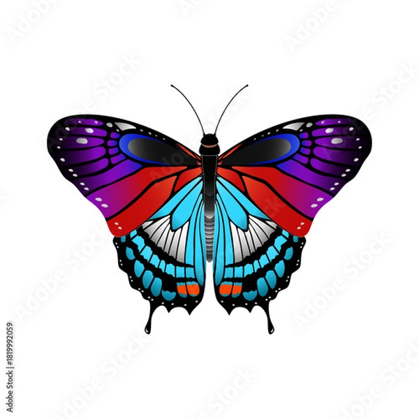 Obraz butterfly vector illustration