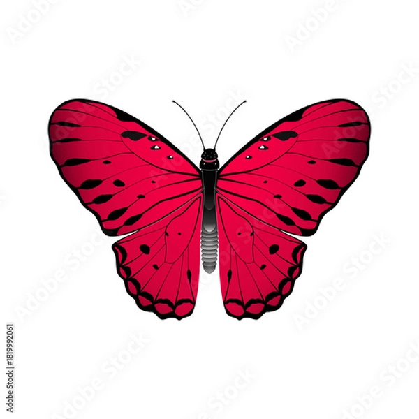 Obraz butterfly vector illustration