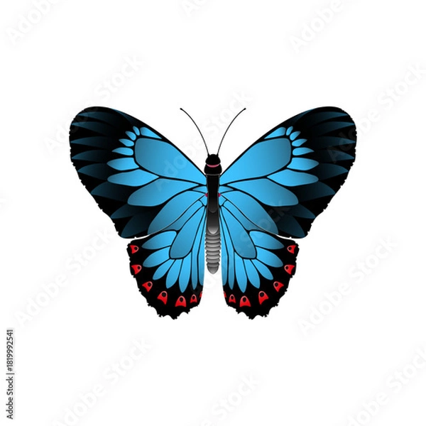Obraz butterfly vector illustration