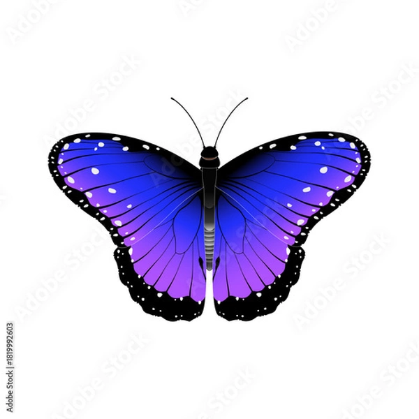 Obraz butterfly vector illustration