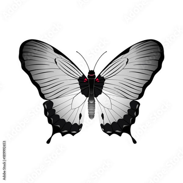 Obraz butterfly vector illustration