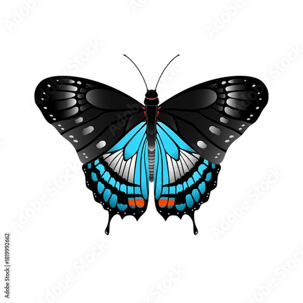 Obraz butterfly vector illustration