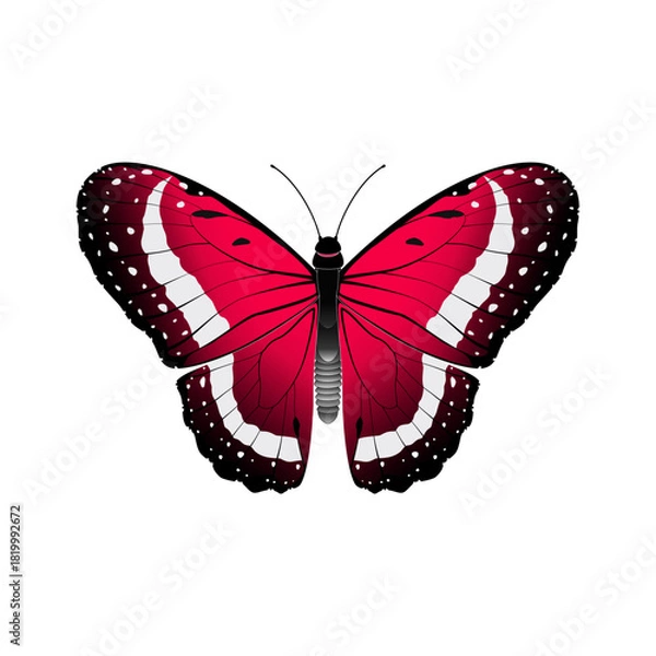 Obraz butterfly vector illustration
