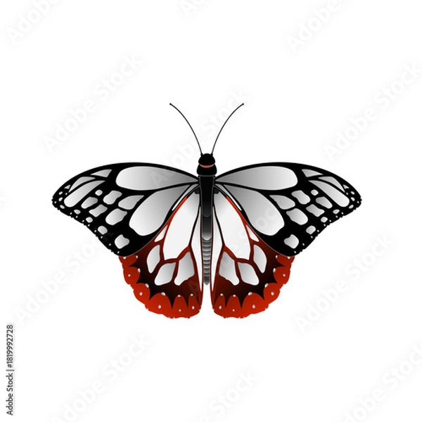 Obraz butterfly vector illustration
