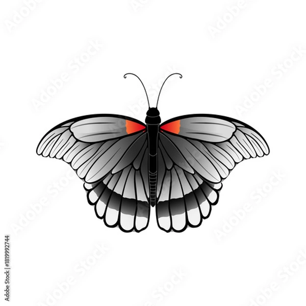 Fototapeta butterfly vector illustration