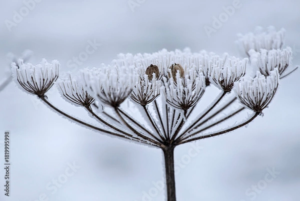 Fototapeta Getrockneter Blütenstand einer Pflanze mit Eiskristallen