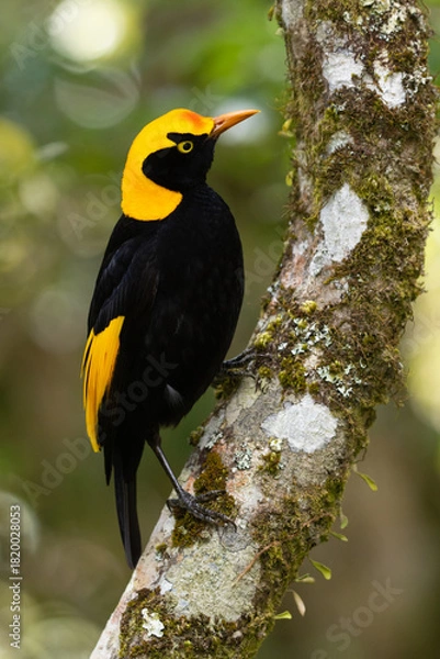 Obraz Regent Bowerbird