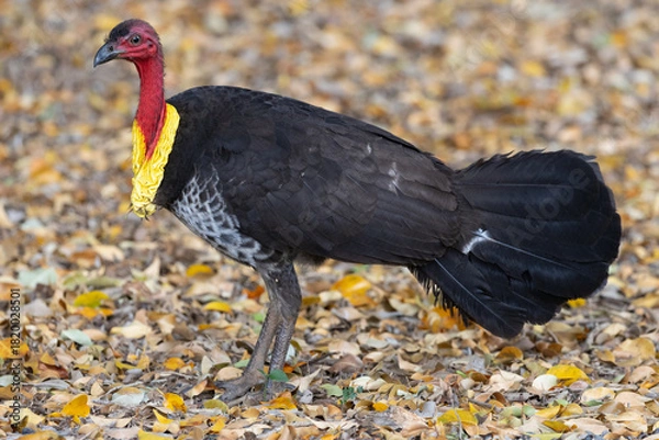Obraz Australian Brushturkey