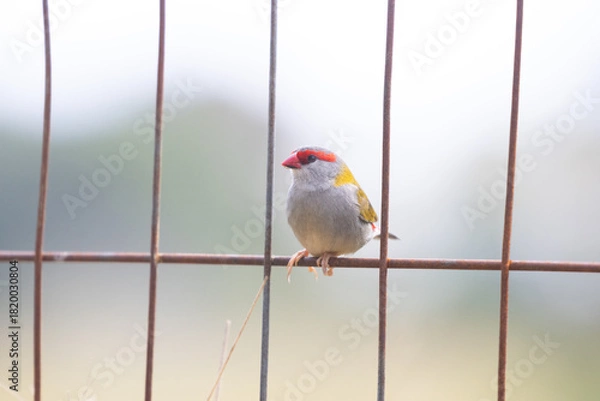 Obraz Red-browed Finch