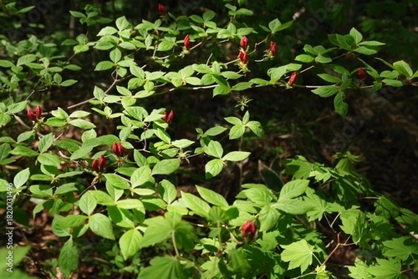 Fototapeta ヤマツツジのつぼみ