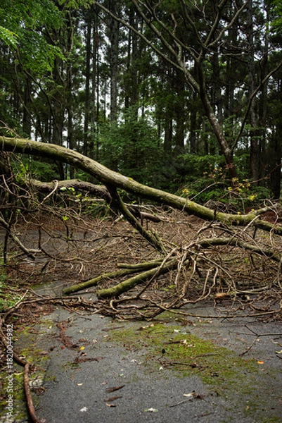 Obraz 道を塞いでいる倒木