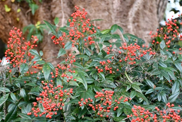 Obraz 南天（ナンテン）　Heavenly Bamboo