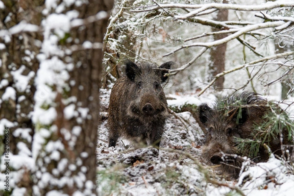Fototapeta Wild boar in the forest in winter. Portrait of a wild boar.