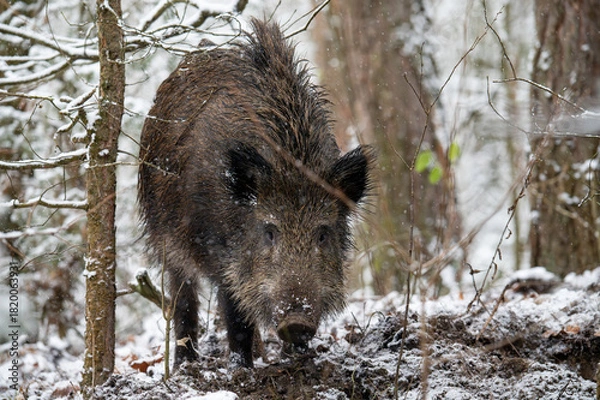 Obraz Wild boar in the forest in winter. Portrait of a wild boar.