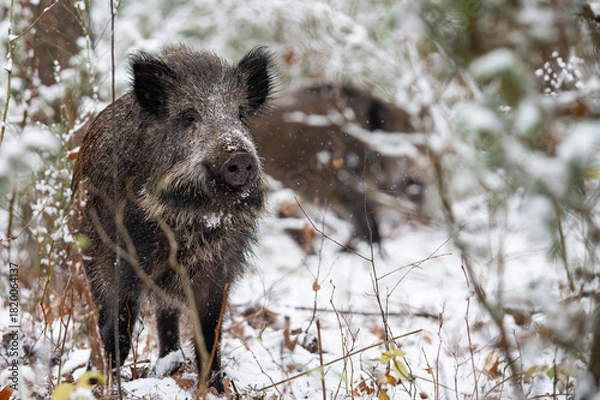 Obraz Wild boar in the forest in winter. Portrait of a wild boar.