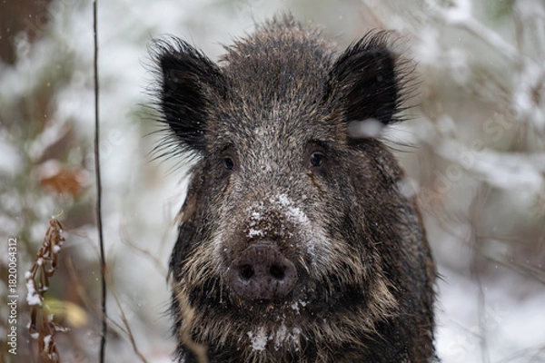 Obraz Wild boar in the forest in winter. Portrait of a wild boar.