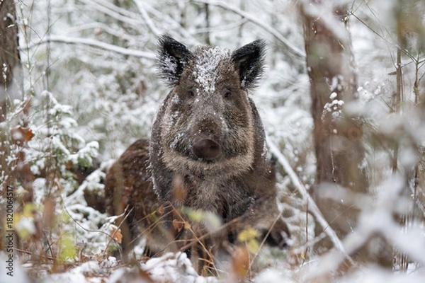 Fototapeta Wild boar in the forest in winter. Portrait of a wild boar.