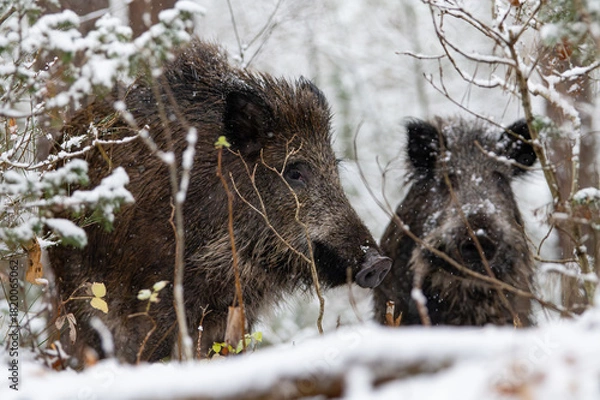 Fototapeta Wild boar in the forest in winter. Portrait of a wild boar.