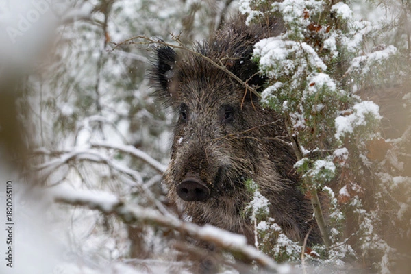 Fototapeta Wild boar in the forest in winter. Portrait of a wild boar.
