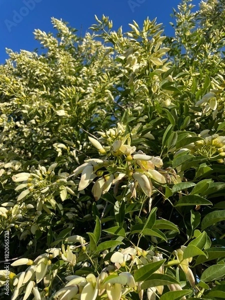 Obraz Árbol de Ceibo blanco