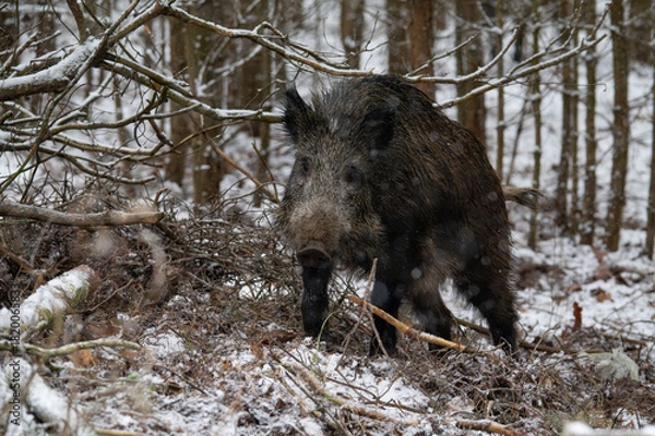 Obraz Wild boar in the forest in winter. Portrait of a wild boar.