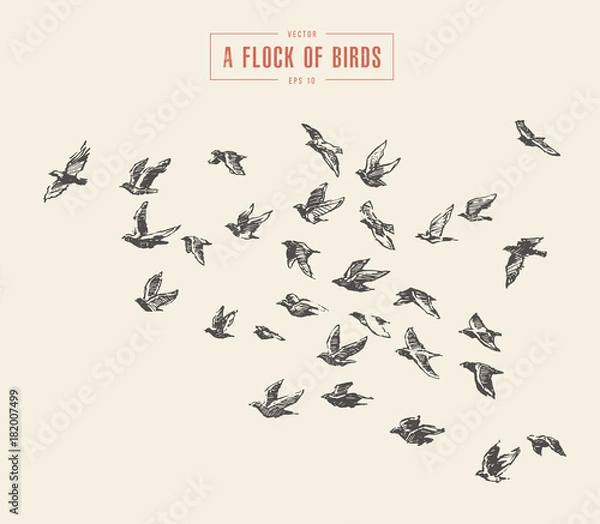 Obraz Stado ptaków rysowane ilustracji wektorowych, szkic