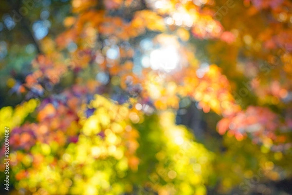 Obraz 秋の光ボケ